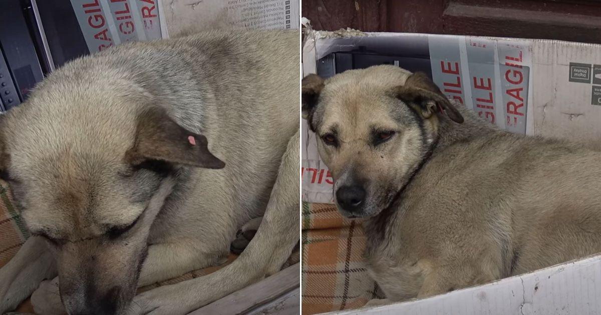 Stray Dog Who Spent Her Life On The Streets Finds Hope After Meeting A Kind Tourist