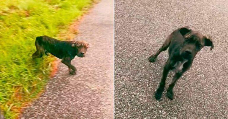 Stray Pup Stops A Woman's Car And Leads Her To Someone In Need