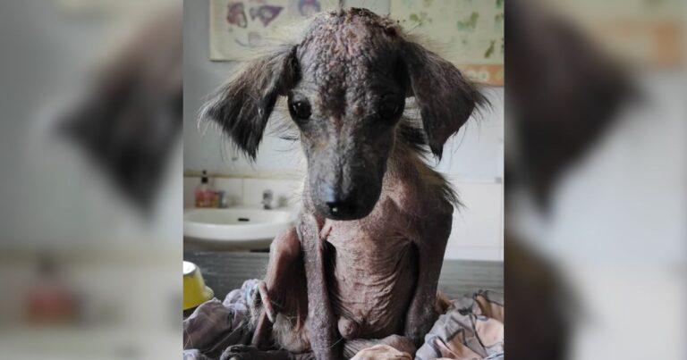 Stray Pup Who Used To Look Like A Rat Now Has A Beautiful Fluffy Coat