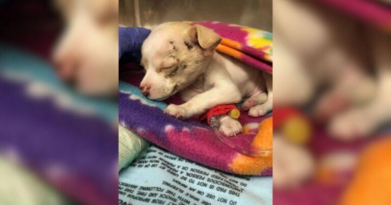 Stray Puppy Plummets From The Sky And Miraculously Survives