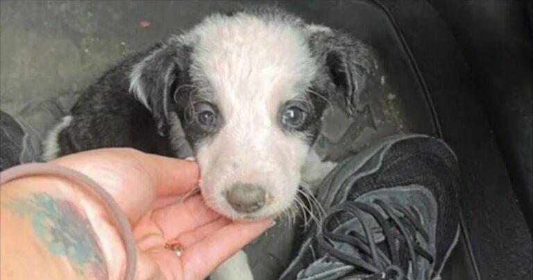 Stray Puppy Rescued From Roadside Becomes The Star Of The Shelter