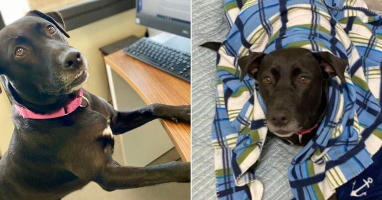 Sweet Dog Overlooked For Over 1,000 Days In Shelter Finally Gets Adopted