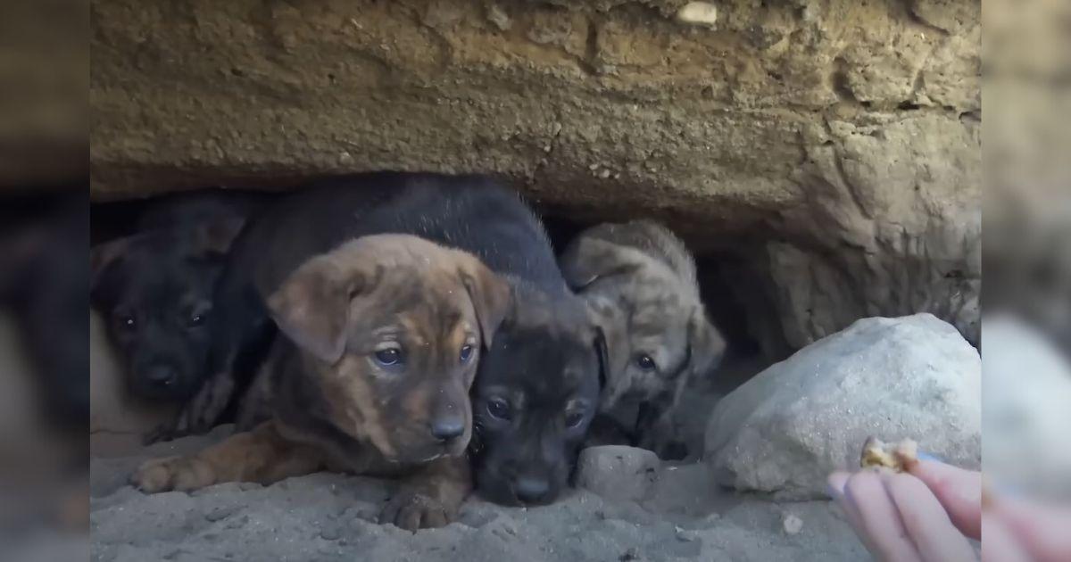 Terrified Puppies Feared Their Rescuers Until They Finally Felt Safe