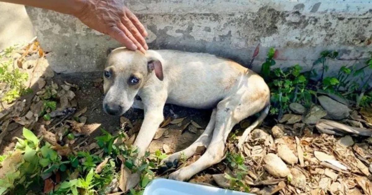 Vacationing Woman Finds Injured Puppy And Gives Her A New Life