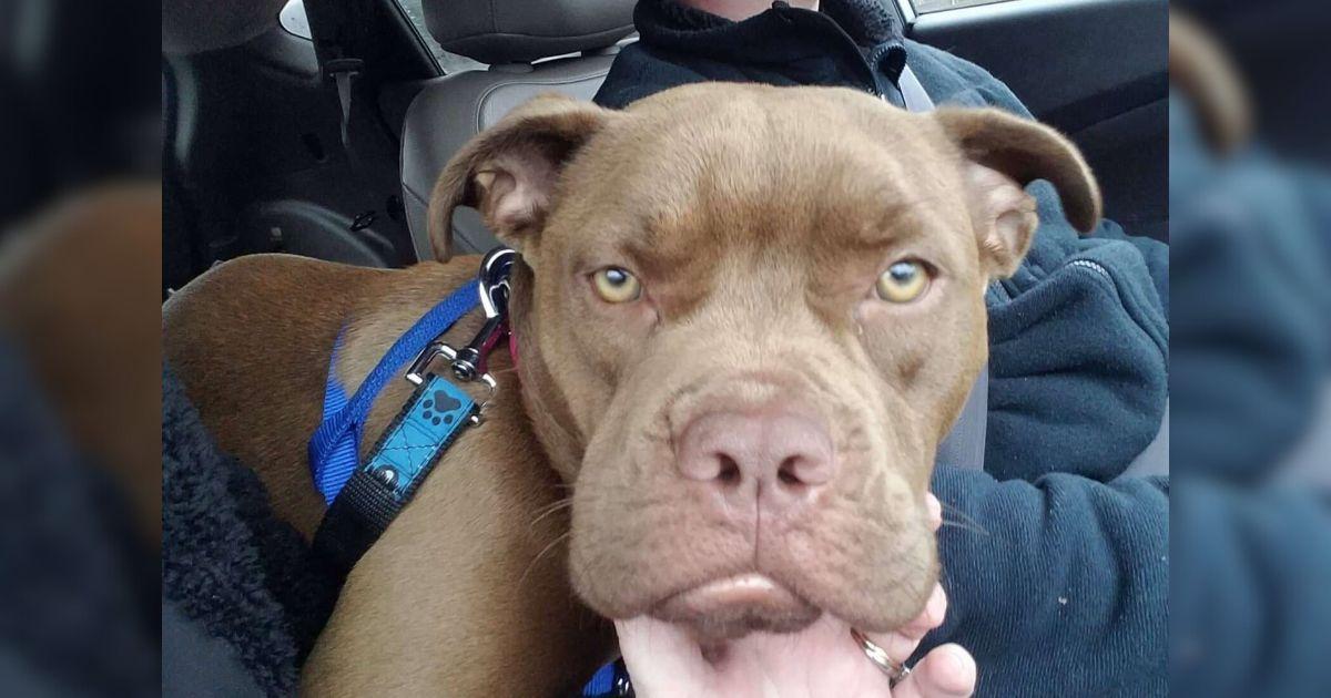 Volunteer Drives 1,300 Miles To Return Lost Dog Only To Learn Owner No Longer Wants Her