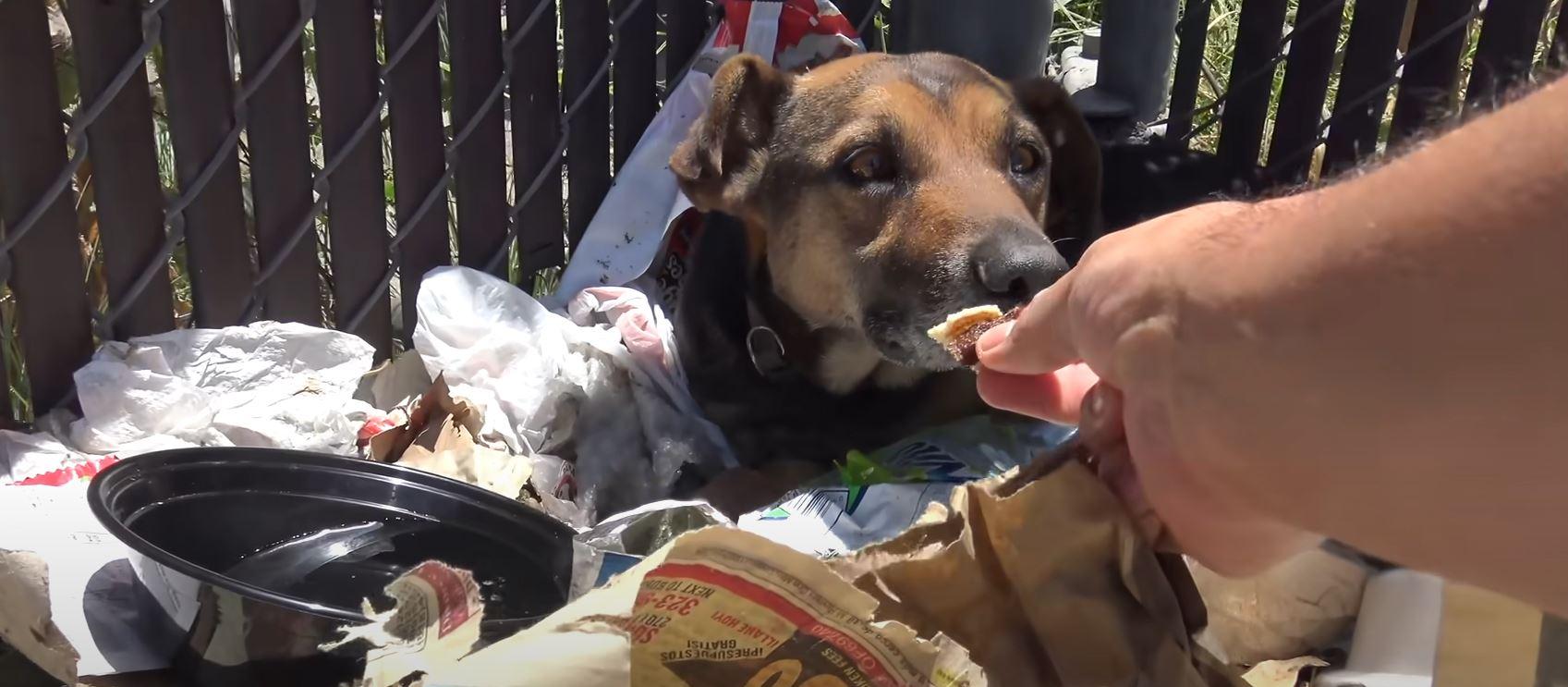 abandoned dog getting food