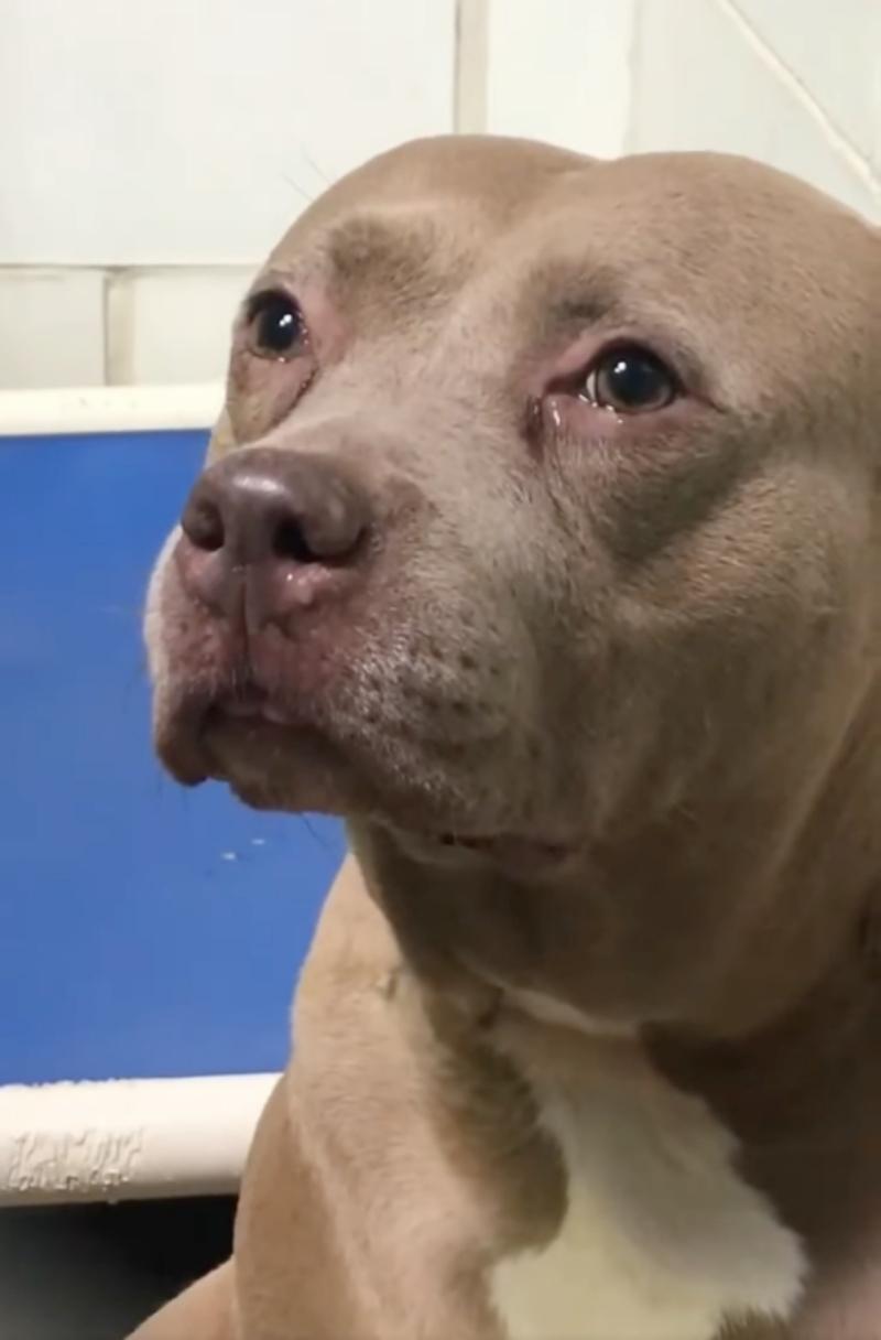 abandonned puppies crying in her kennel