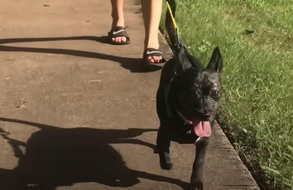 abby on a walk