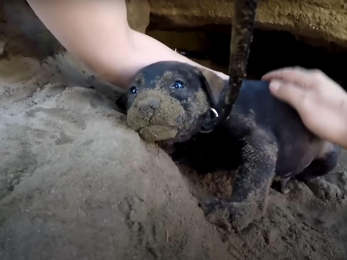 another puppy getting rescued from the dirt