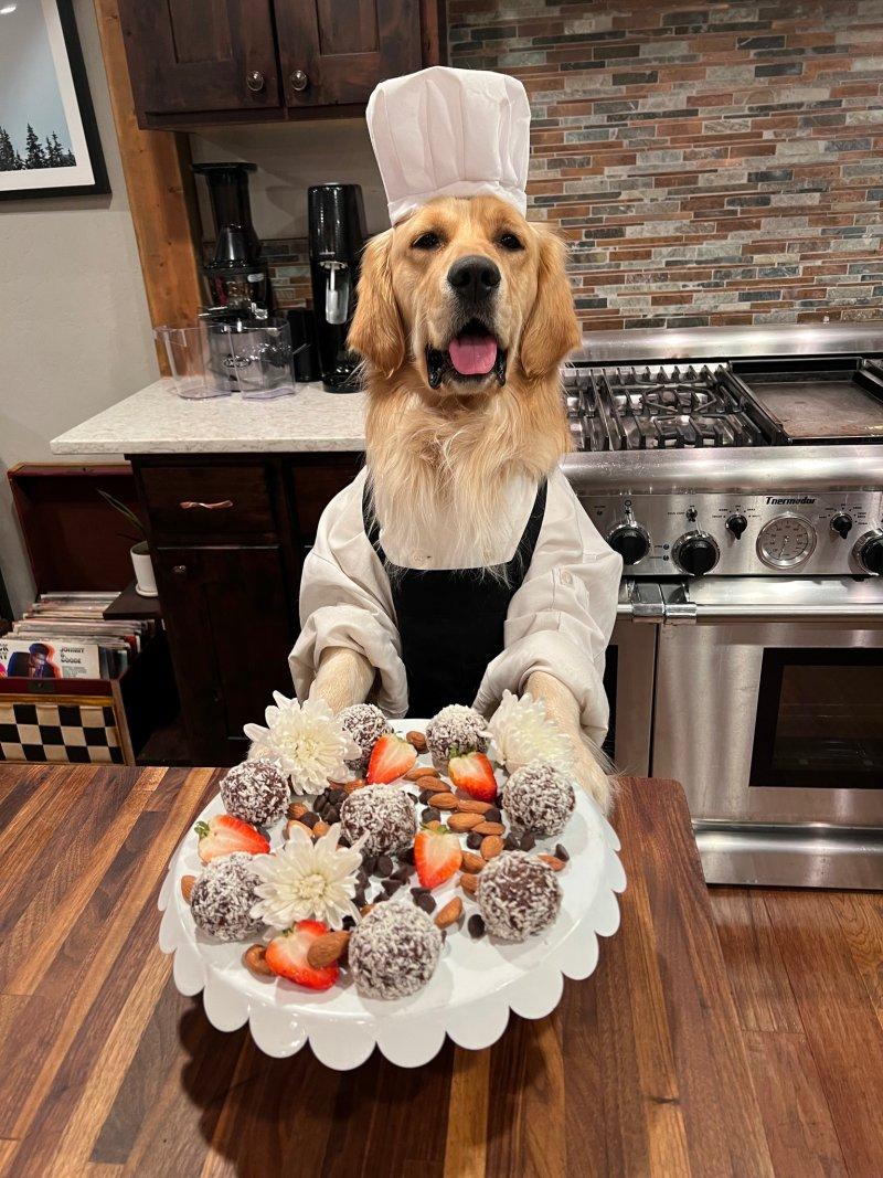 badger in his kitchen holding a desert