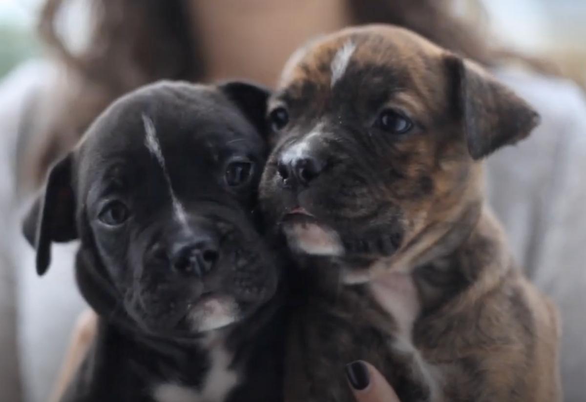 beautiful little healthy pups