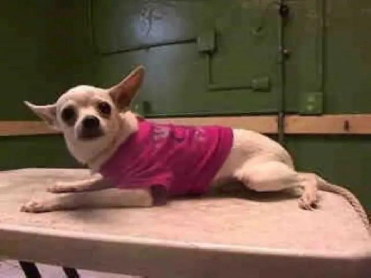 chihuahua on table