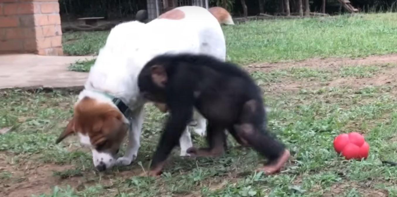 chimp and dog