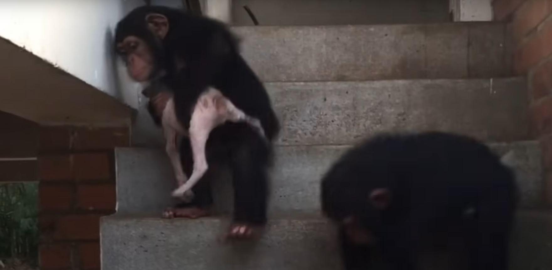 chimps helping puppy