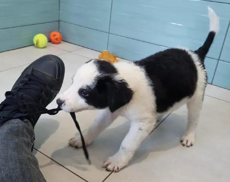 cute milo playing with a shoe lace