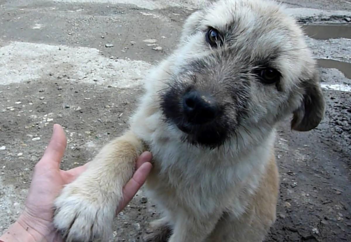 cute pup shaking hands after rescue