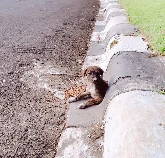 cute puppy in drain pipe