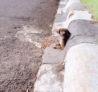 cute puppy stuck in drain pipe