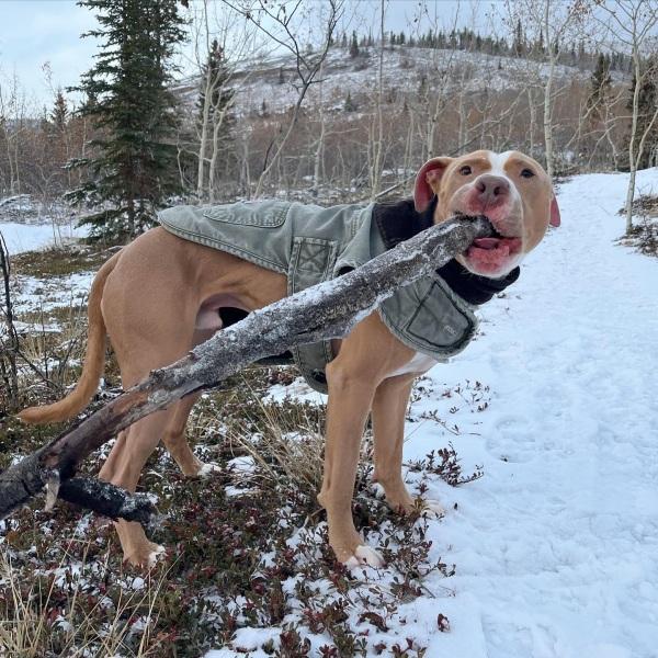 cute ranger playing with a stick in the snow