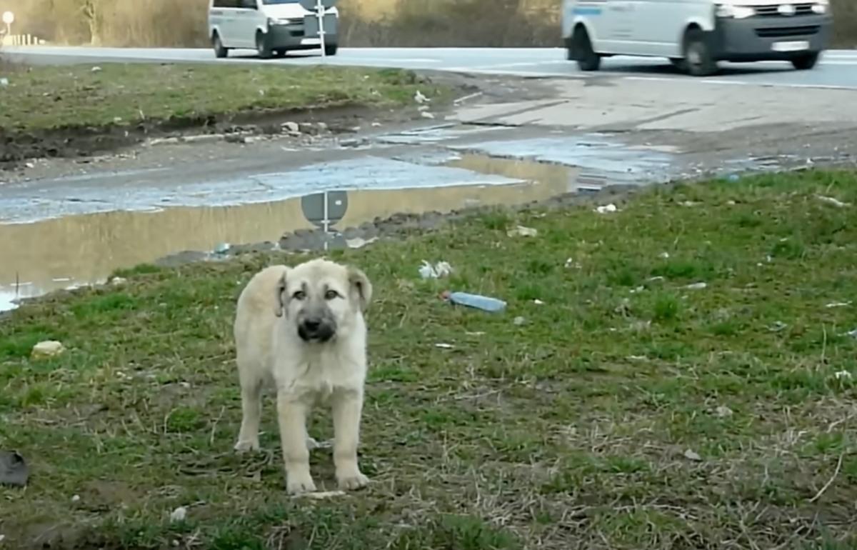 dog found by a busy road