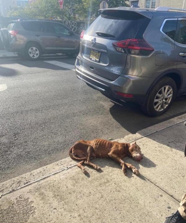 dog found collapsed on sidewalk