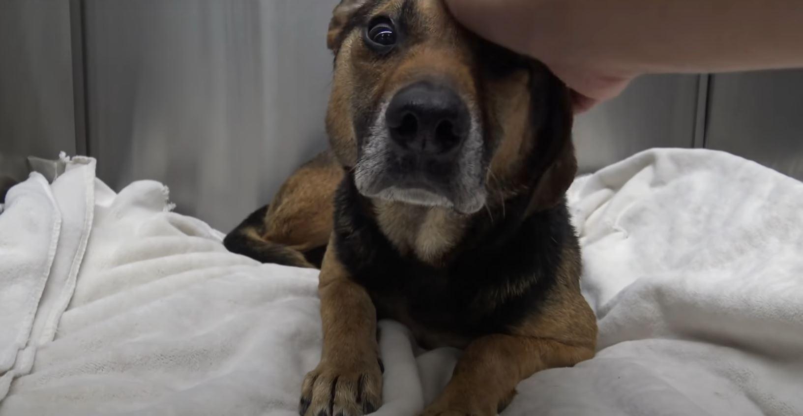 dog getting pet