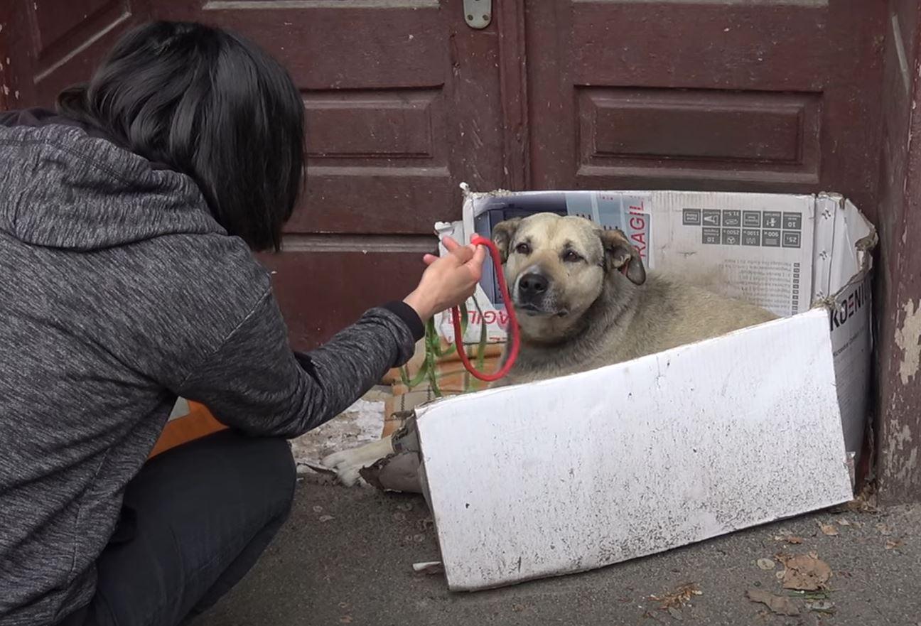 dog getting rescued from the street