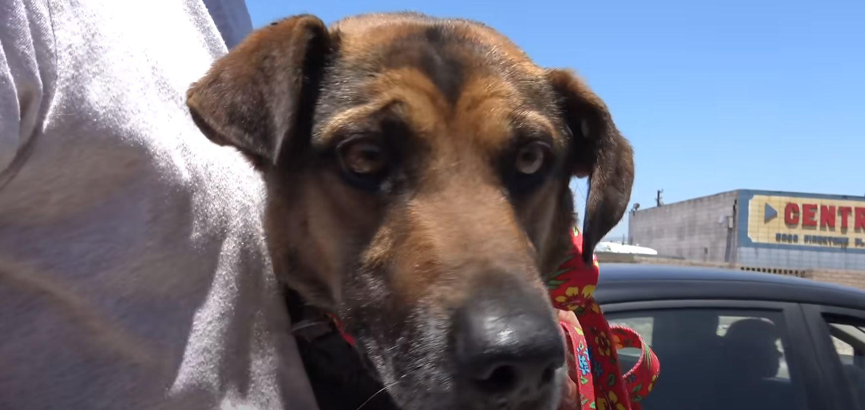 dog on a parking lot