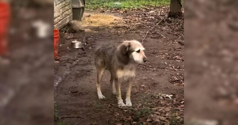 dog rescued after 5 years