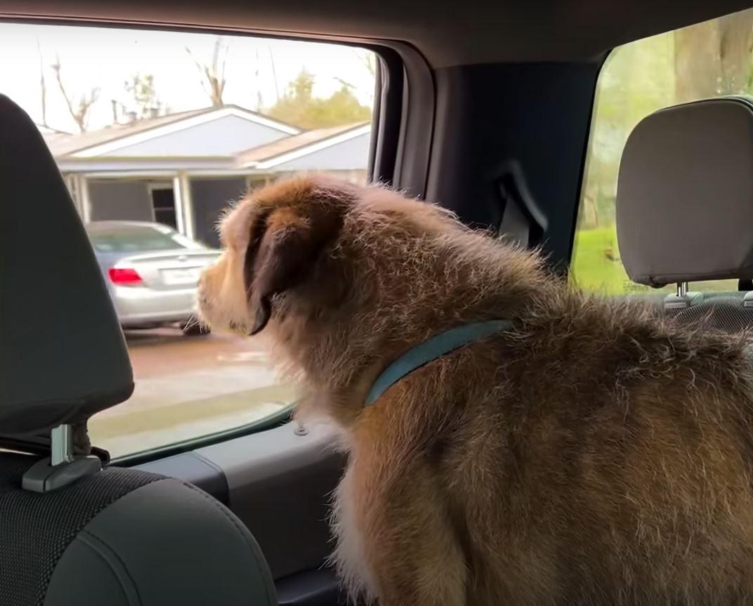 dog riding car