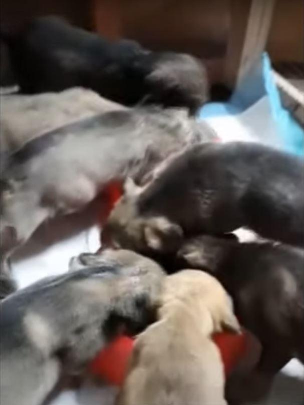 eight puppies growing stronger