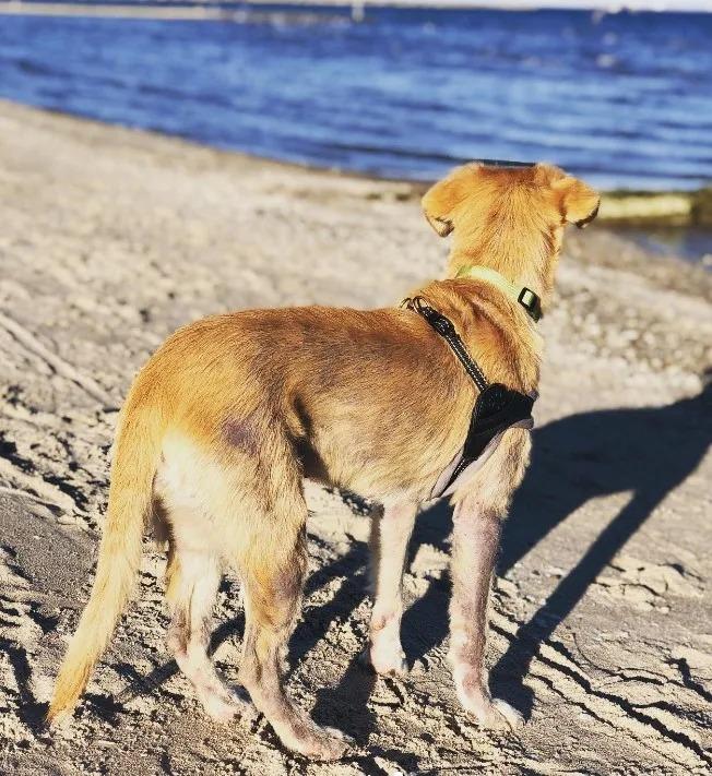 ellie at the beach