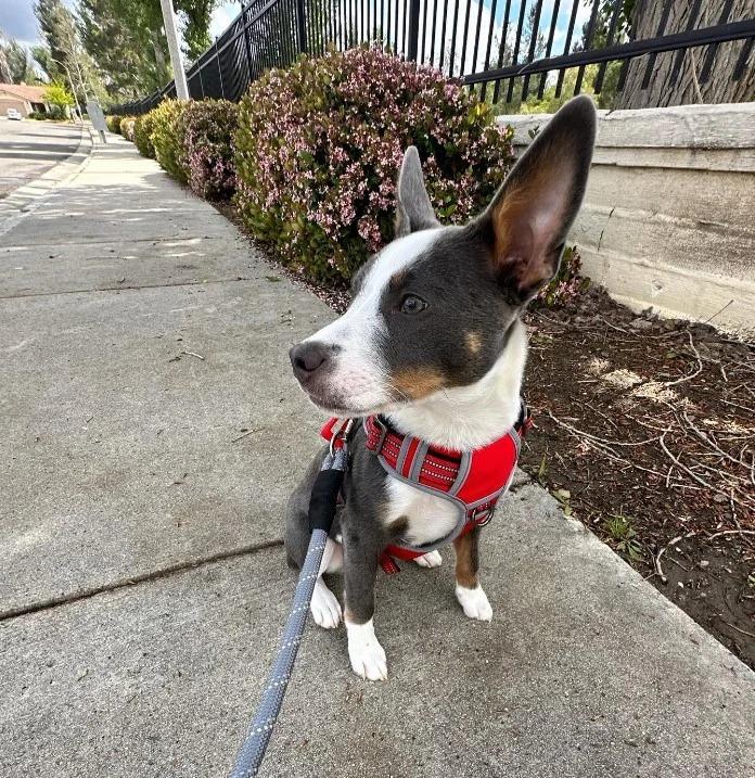 ellie on a walk