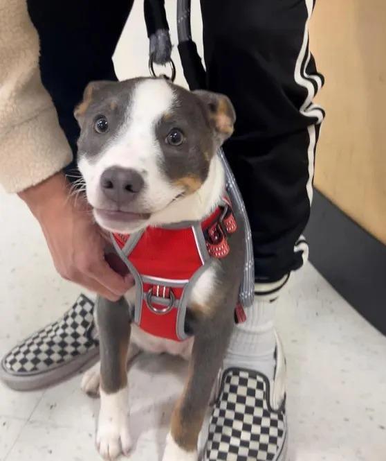 ellie smiling on a leash