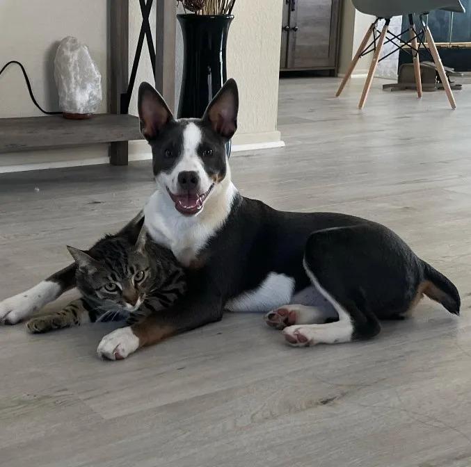 ellie with cat friend