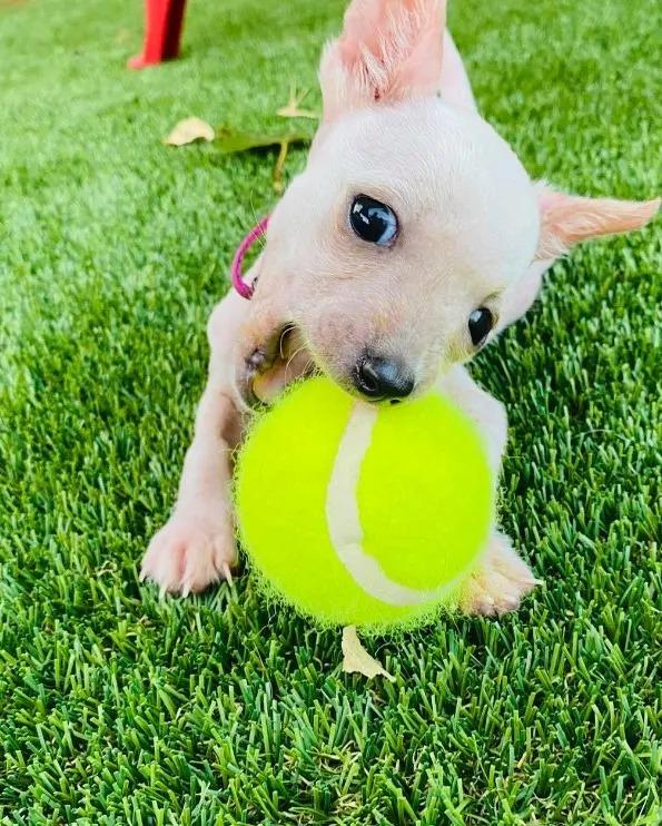 felix playing with a tennis ball