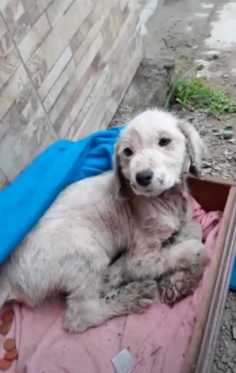 freezing pup in his basket waiting to be saved