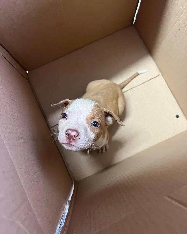 gibbs inside his box