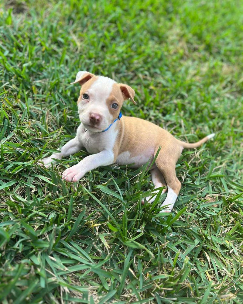 gibbs lying in the grass