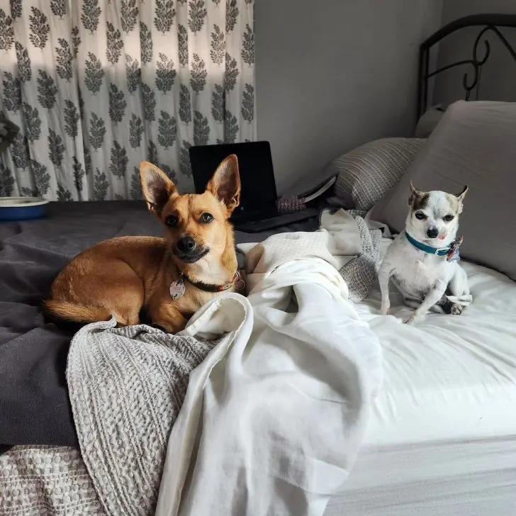 gilbert with his friend on the bed