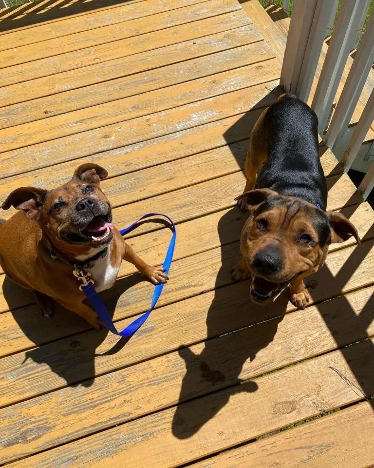 gus and lady enjoying the sun