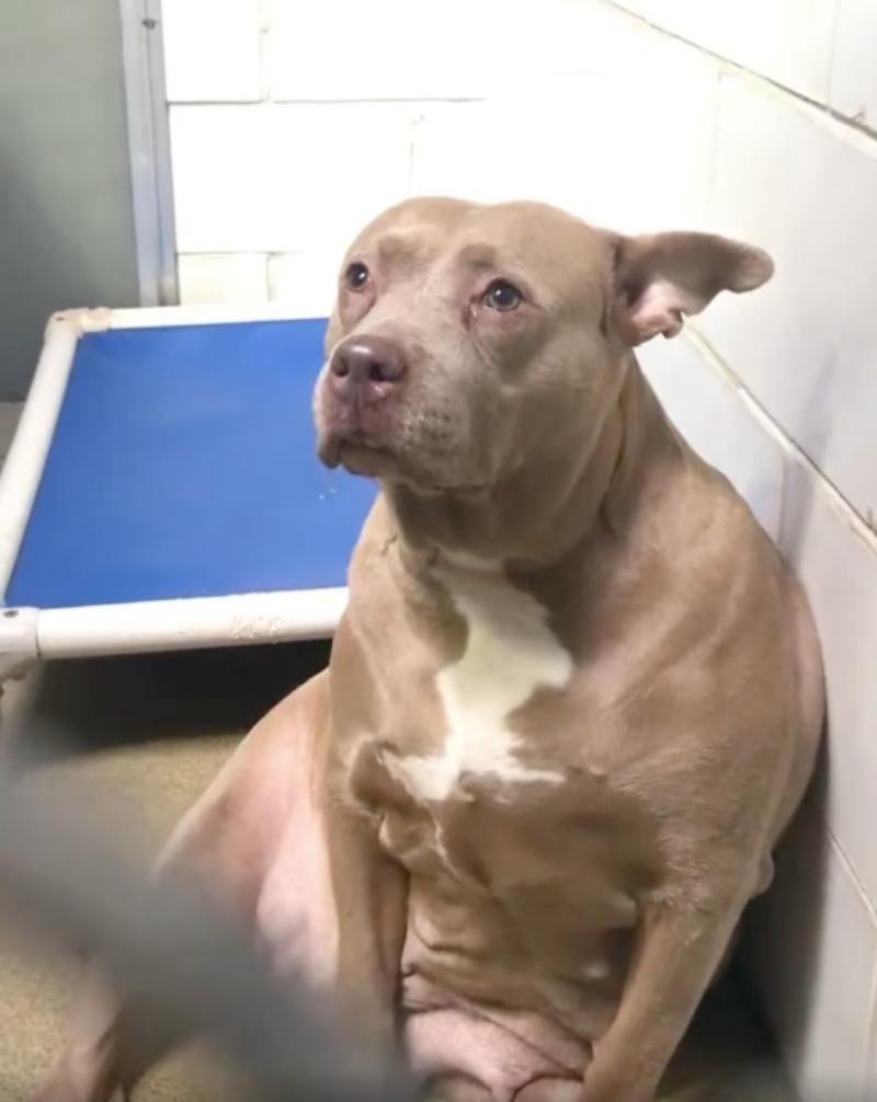 heartbroken pittie crying over her puppies