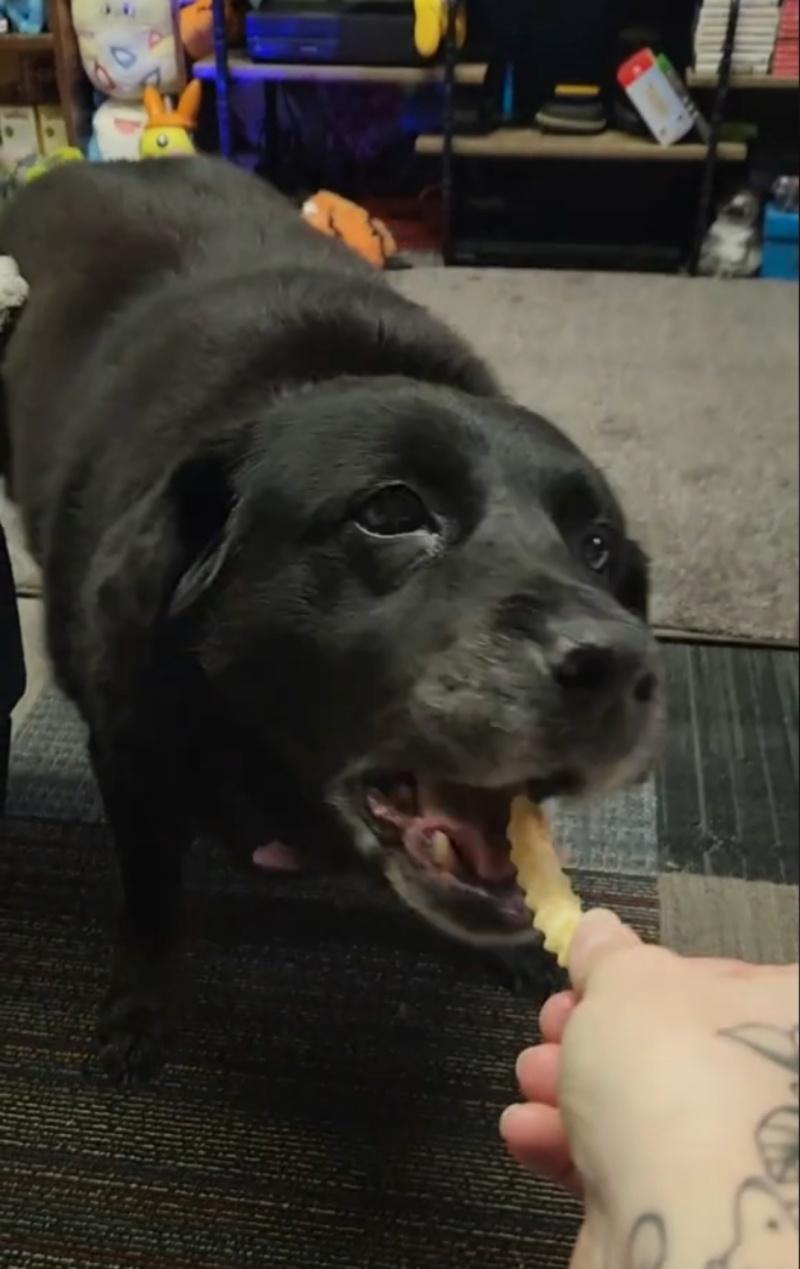 honey eating fries