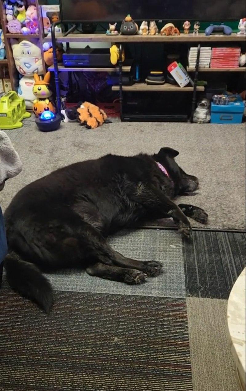 honey lying on the carpet