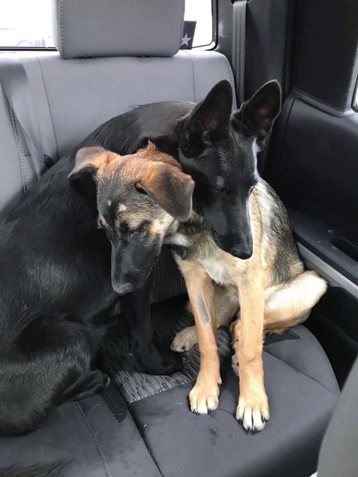 laurie and gus cuddling in a car