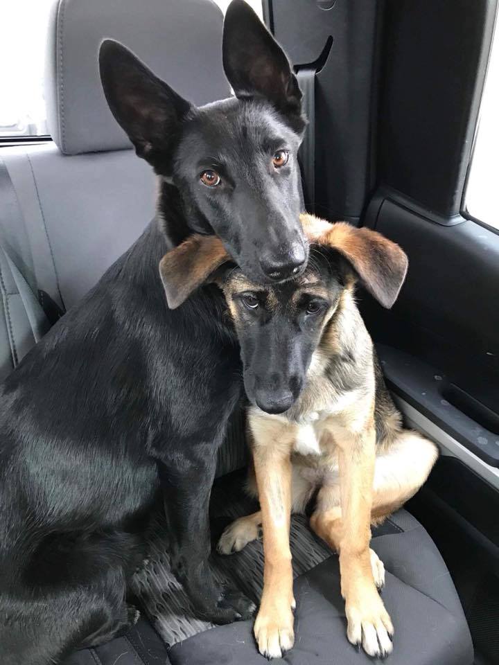 laurie and gus together