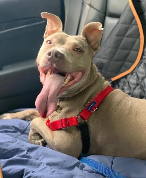 llana smiling in the car