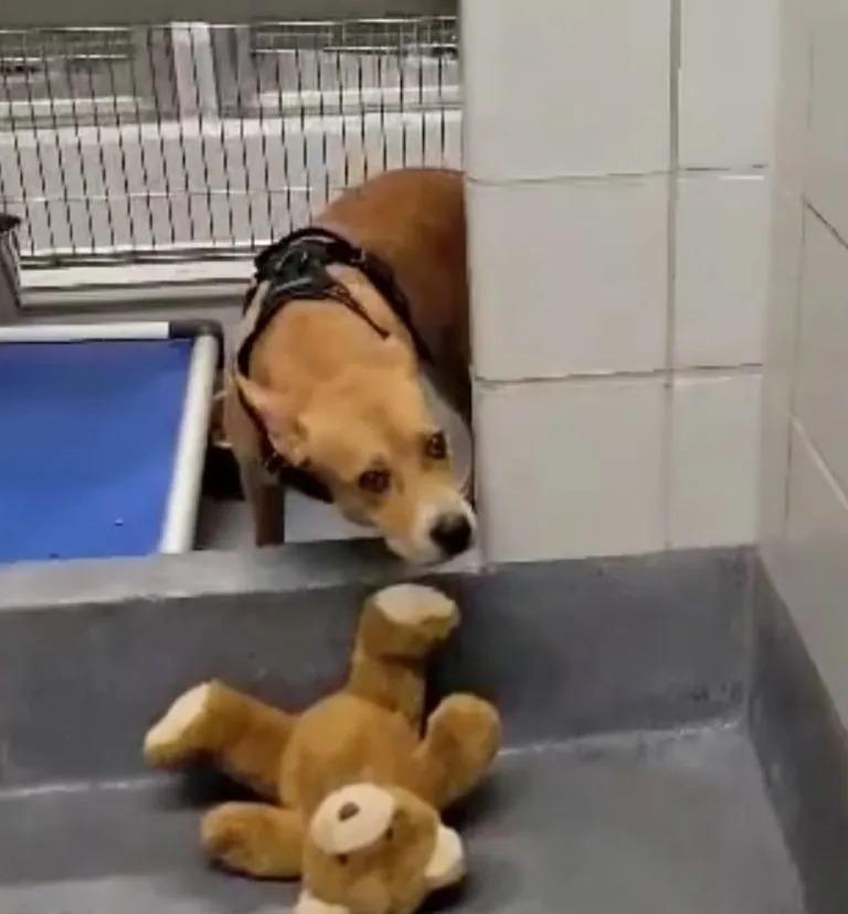 luna and her teddy bear