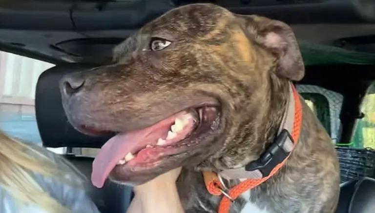 maela happy in the car after rescue