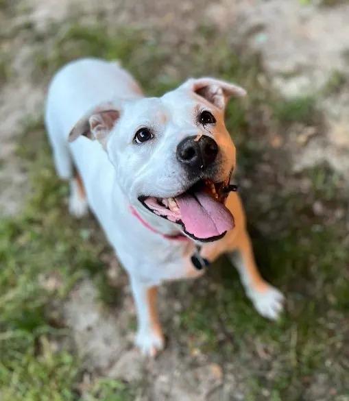 maggie in the shelter